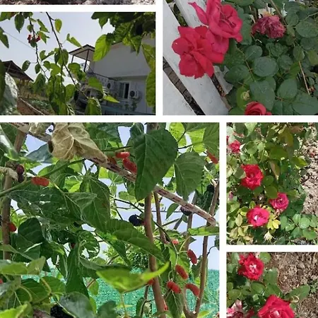 Gelinkizi Karginkuru