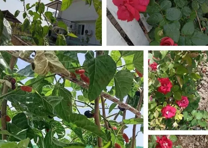 Gelinkizi Karginkuru